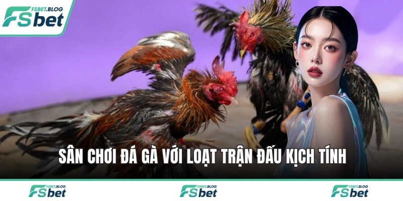 Sân chơi đá gà với loạt trận đấu kịch tính